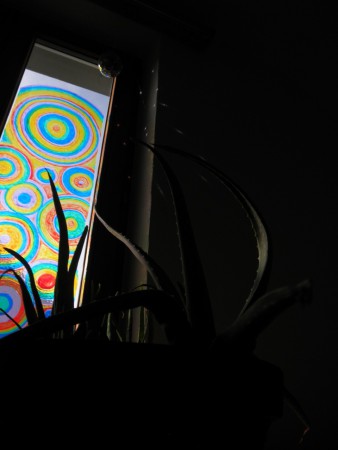 "aloe vera" Foto vom Herbst 2015